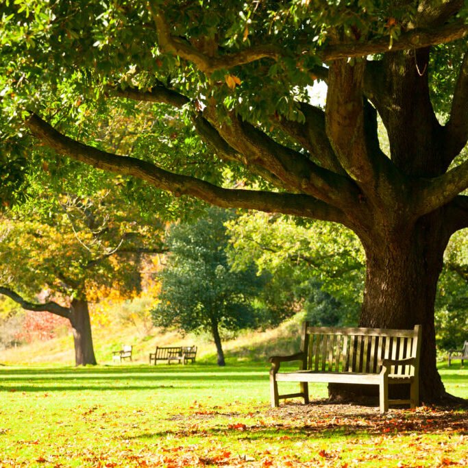 Kew Gardens park Bench under the tree in the Royal Botanic Gardens in London