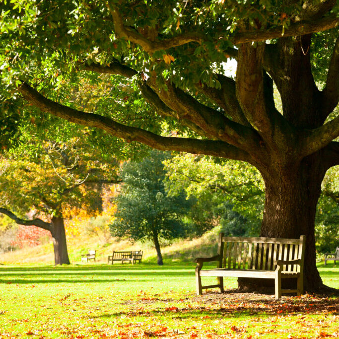Kew Gardens park Bench under the tree in the Royal Botanic Gardens in London